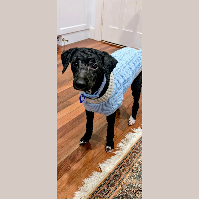 Photo of Tommy   16 Month Old Lagotto Romagnolo