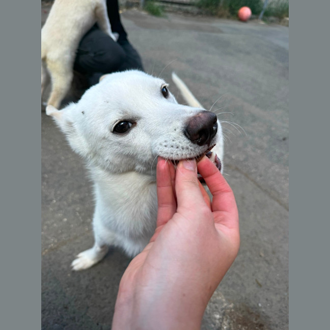 Photo of Bolt