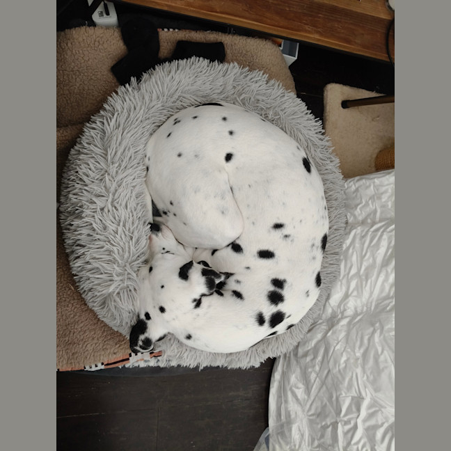 Photo of Cookie