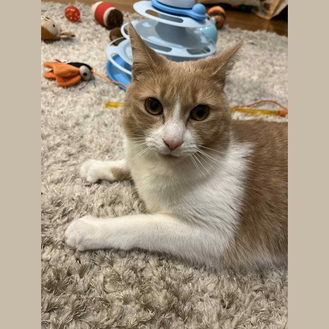 Photo of Mango   Located In Brunswick