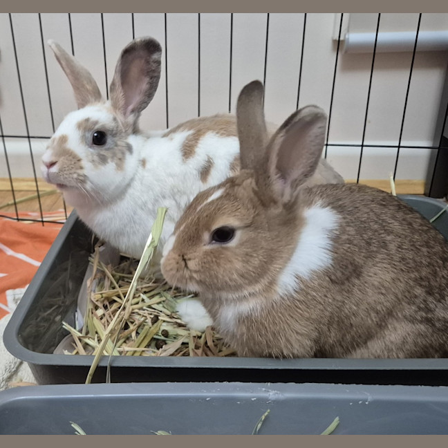 Photo of Sandy (Bonded With Penny Loafer)
