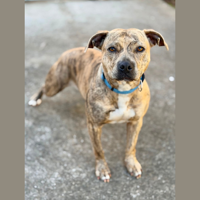 Photo of Sabre