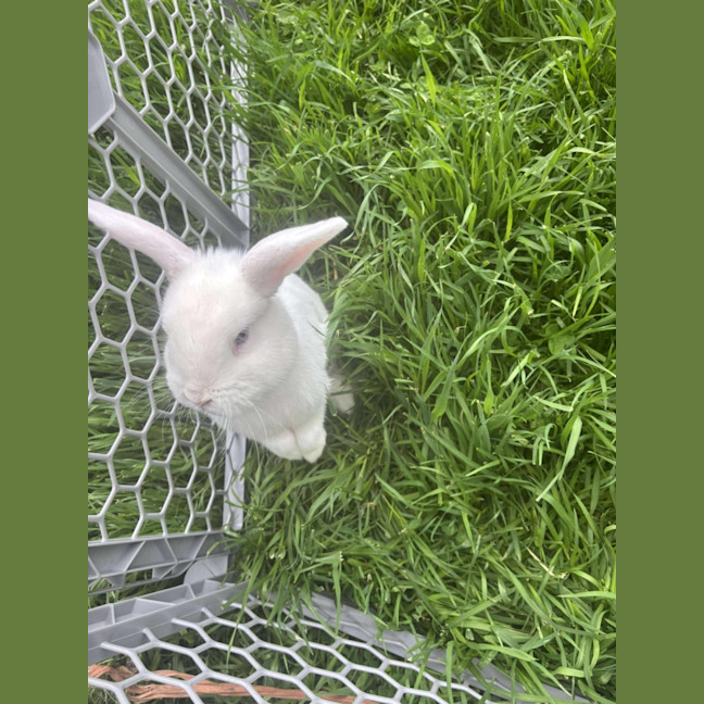 Photo of Kiwi