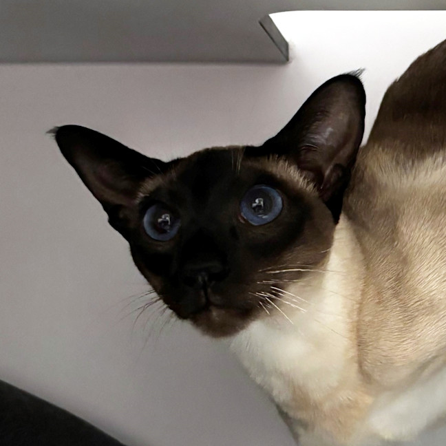 Photo of Stanley Sta013508