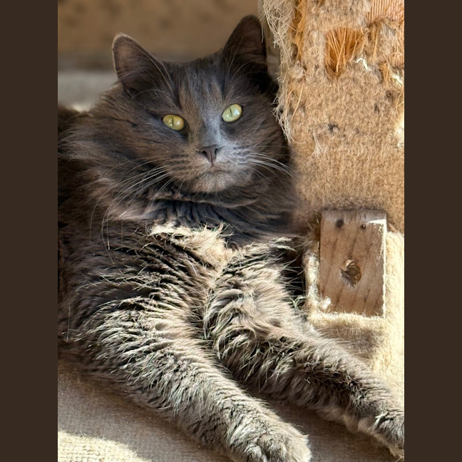 Photo of Anthony (Tony) Pawdain