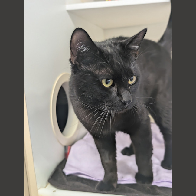 Photo of Binkie