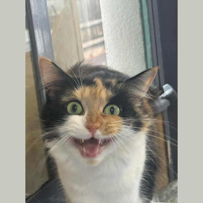 Photo of Jemima   In Foster Care In Ashburton