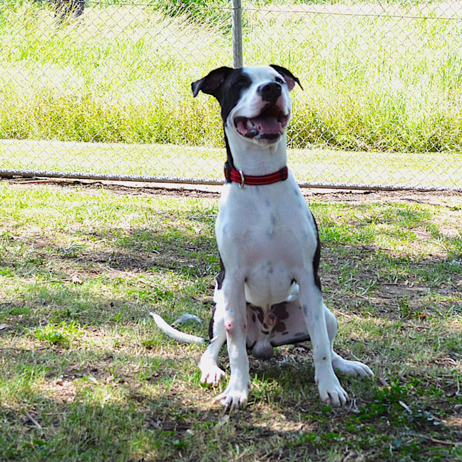 Photo of Snoopy