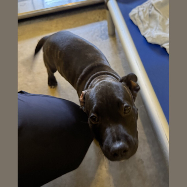 Photo of Milo