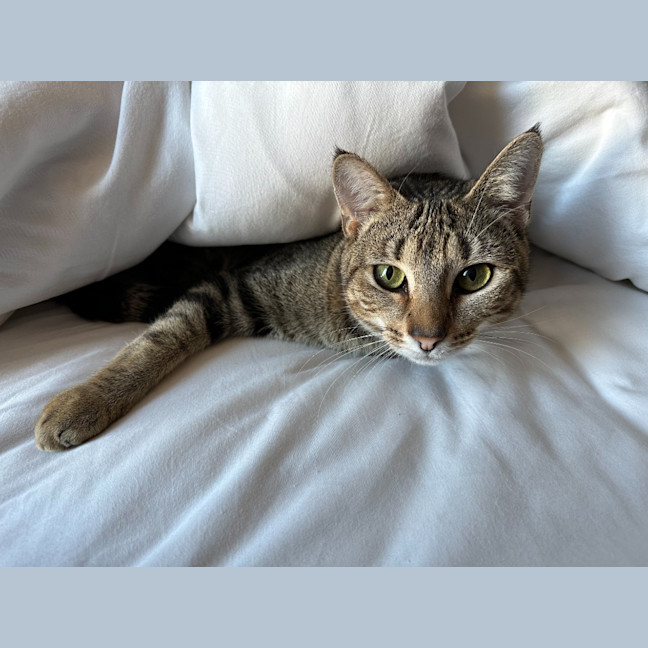 Photo of Cinnamon
