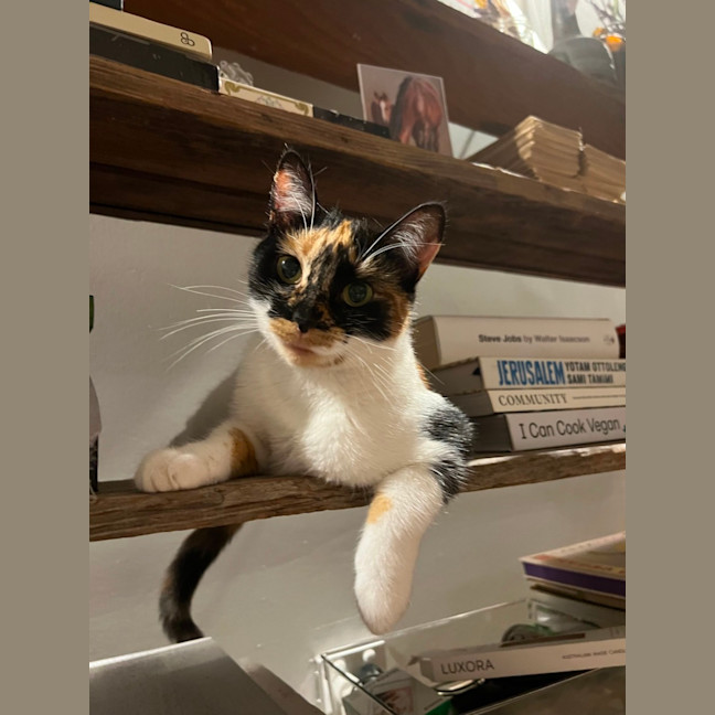 Photo of Tsuki   7 Month Old Domestic Short Hair