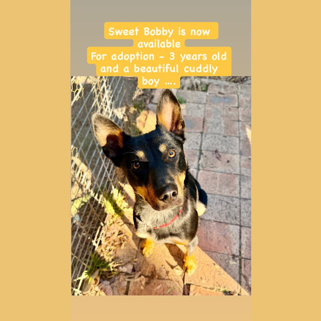 Photo of Bobby