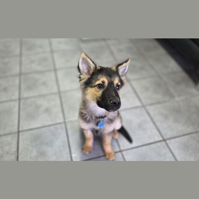 Photo of Archie