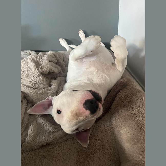 Photo of Luna