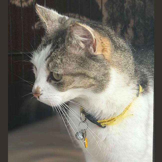 Photo of Cindy