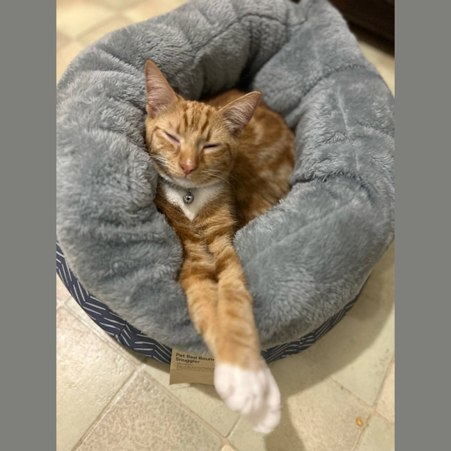 Photo of Sox *9 Lives Project Rescue*