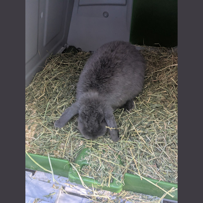 Photo of 🐰 Lori 6133 🐰