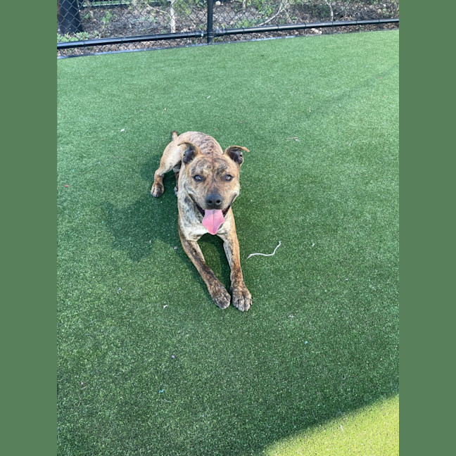 Photo of Rex Imp 1342