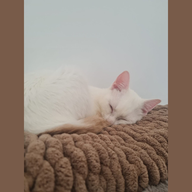 Photo of Spyke