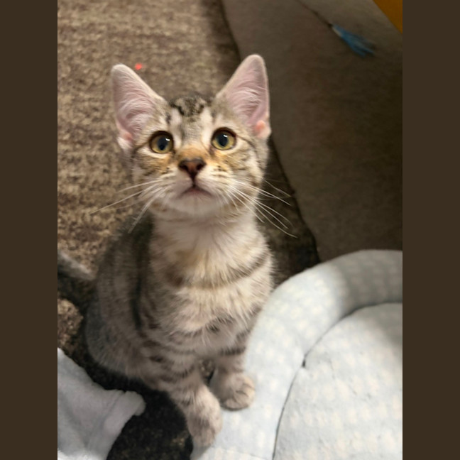 Photo of Cinnamon