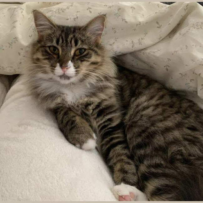 Photo of Nala Queen Of The Jungle