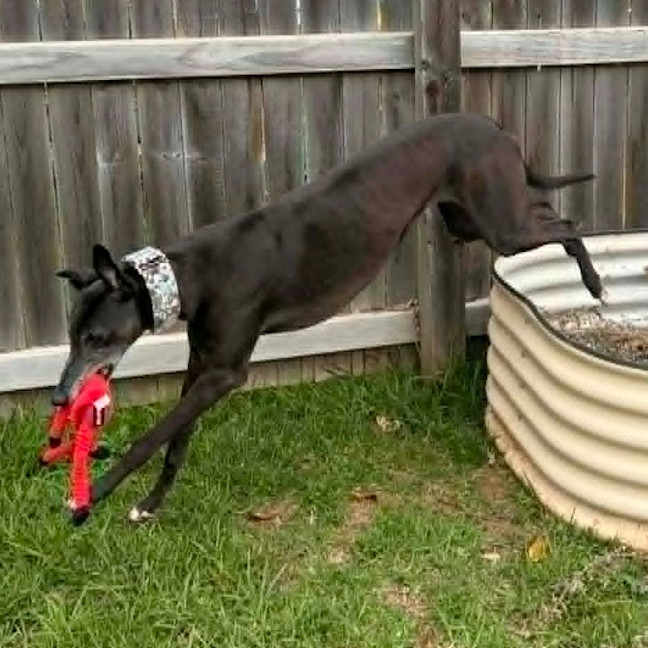 Photo of Ginko The Greyhound