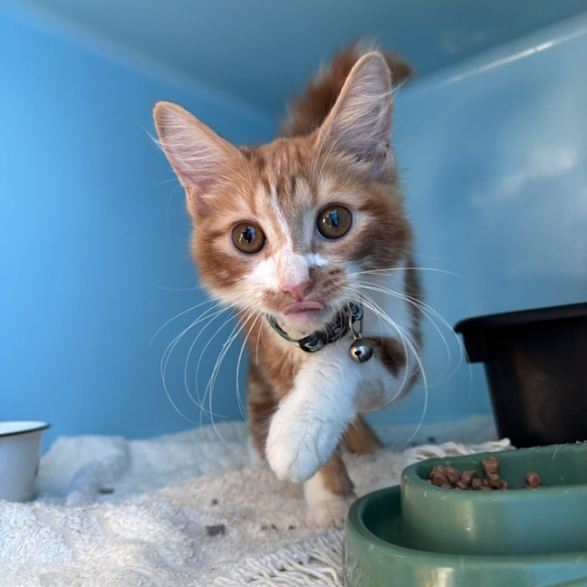 Photo of Cinnamon Scroll