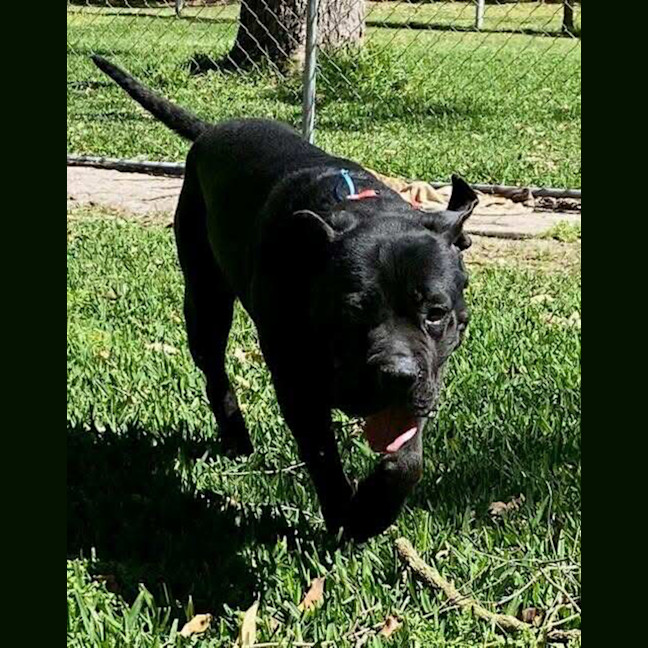 Photo of Julie *$350 Adoption Fee*