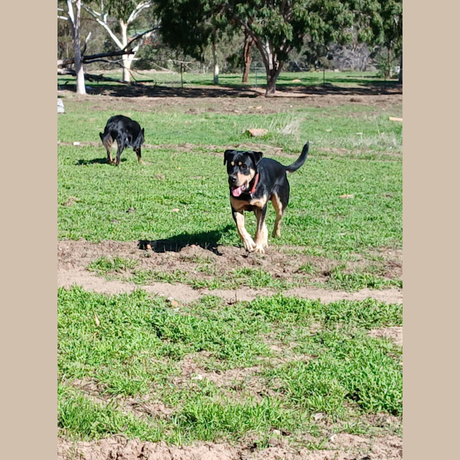 Photo of Jax 
