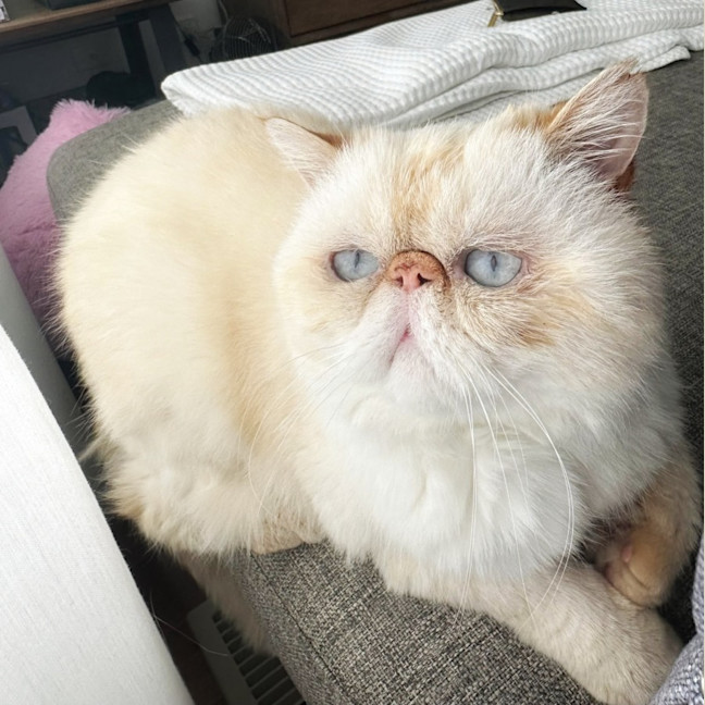 Photo of 🥣Tofu🥣