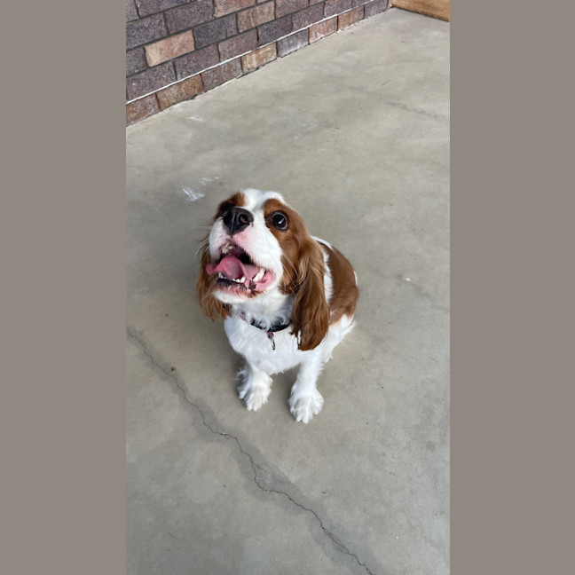Photo of Tilly