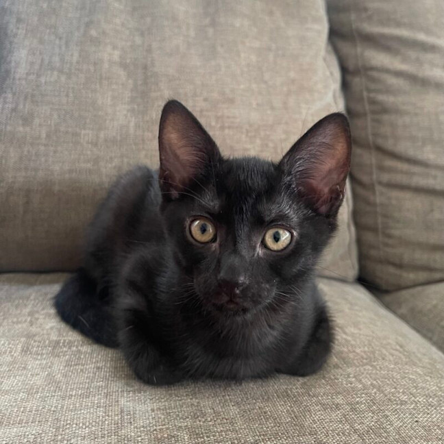 Photo of Junior