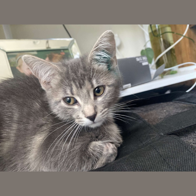 Photo of Princess Meet Me@Petstock Mornington Nepean Hwy 