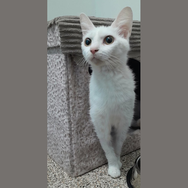 Photo of Pearl