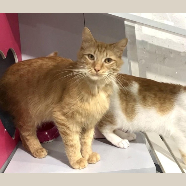 Photo of Aslan And Mr Squiggle