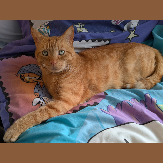 Photo of Ginger (Gigi)