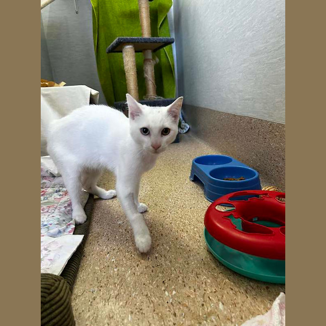 Photo of Casper