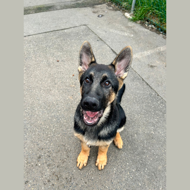 Photo of Sage
