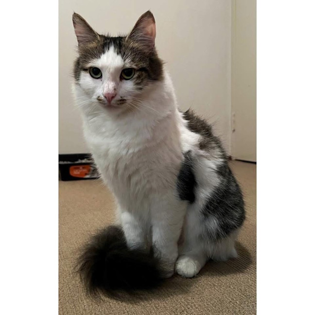 Photo of 12353   Zephy