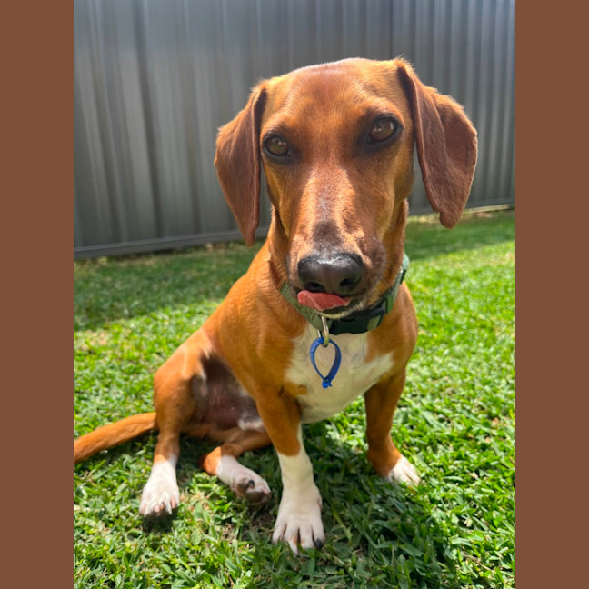 Photo of Harry   3 Year Old Dachshund X Jack Russell