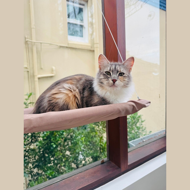 Photo of Lucy