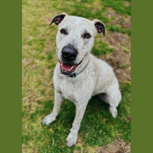 Photo of Poppy