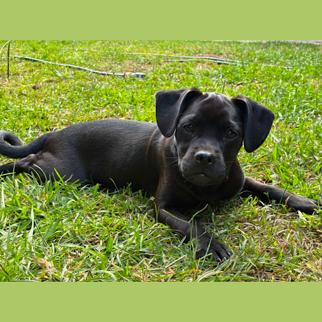 Photo of Pepper