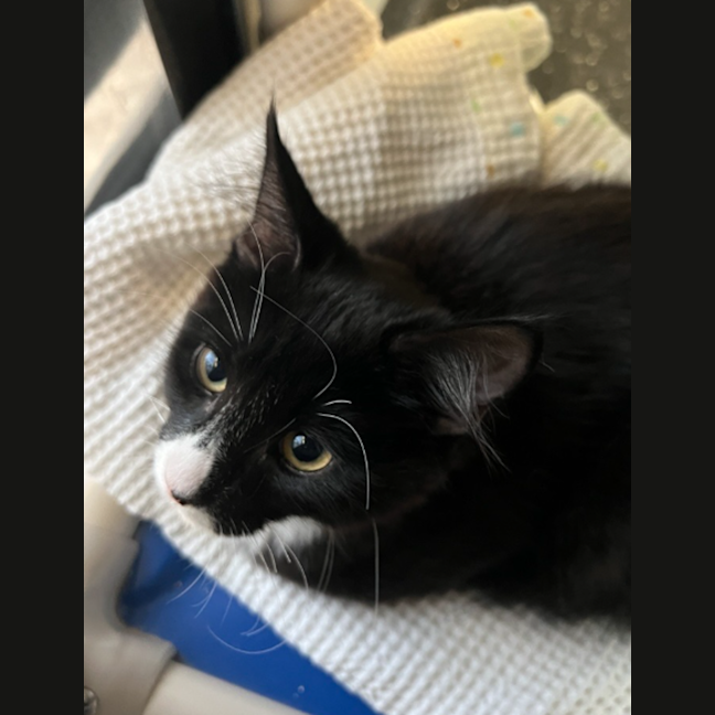 Photo of Cappuccino