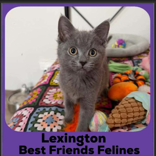 Photo of Lexington 