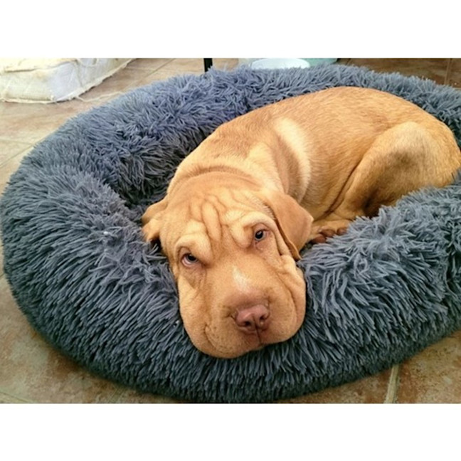 Photo of Hurley *$350 Adoption Fee*