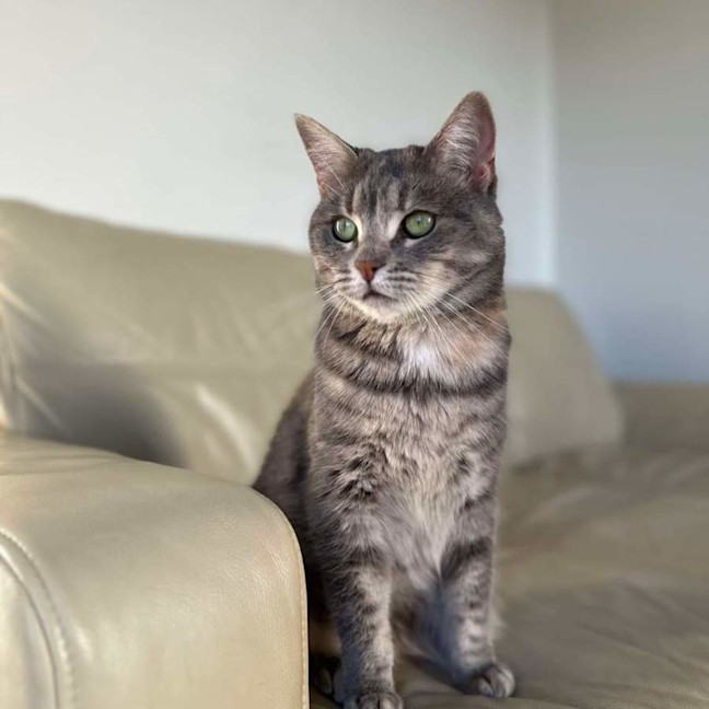 Photo of Pebble