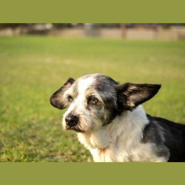 Photo of Gizmo Peggotty