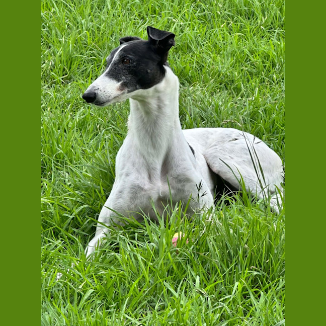 Photo of Bucket Girl, The Greyhound