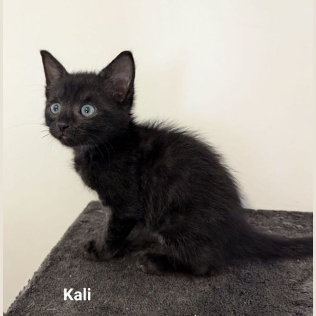 Photo of Kali